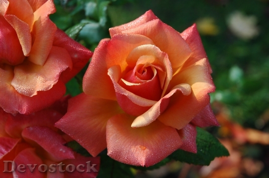 Devostock Roses Flowers Pink Orange 6592 4K.jpeg