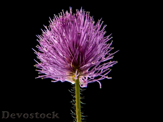 Devostock Small Flower Flower Macro 6441 4K.jpeg