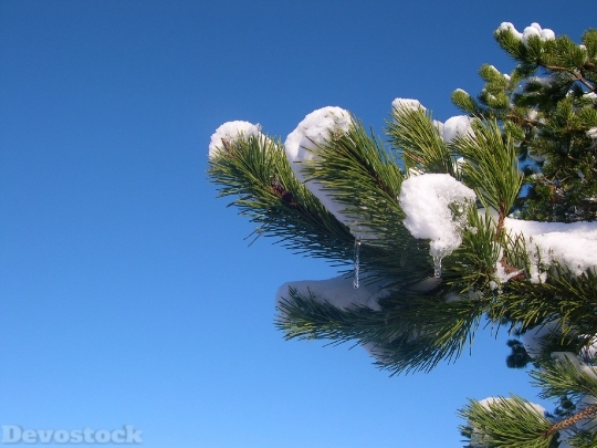Devostock Snow Branch Pine Iicle 4K