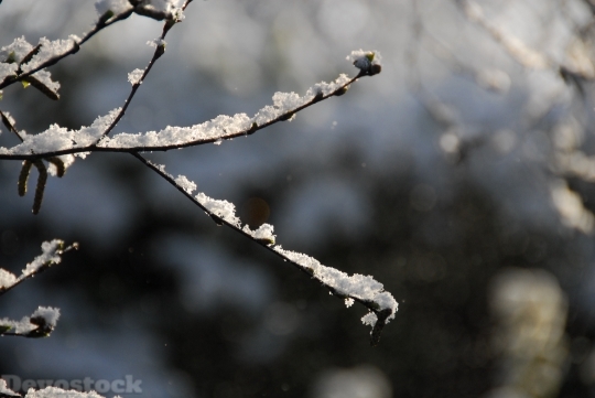 Devostock Snow Branch Winter Sason 4K