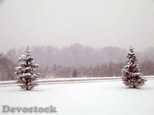 Devostock Snow Evergreen Trees Christas 0 4K