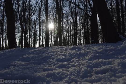 Devostock Snow Forest Sun Wnter 4K