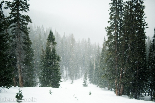 Devostock Snow Snowing Trees Everreen 4K