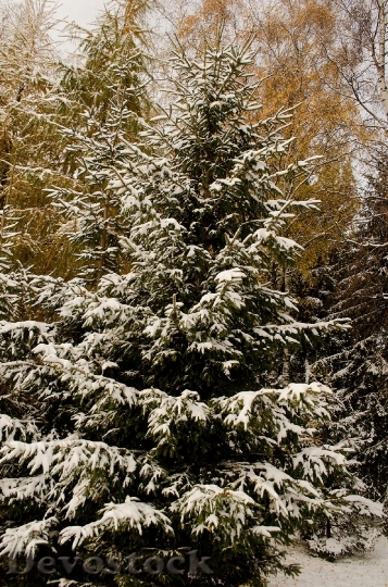 Devostock Snow Tree Christmas Braches 4K
