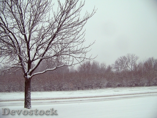Devostock Snow Trees Christmas Xas 1 4K