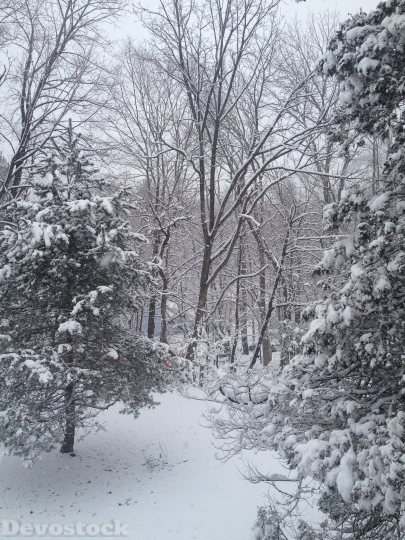 Devostock Snow Trees Winter Chritmas 4K