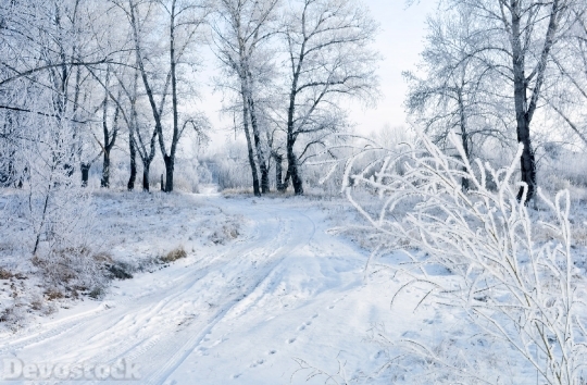 Devostock Snow Winter Landscape Natre 0 4K