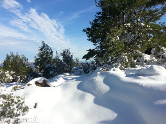 Devostock Snow Winter MountainPine 4K