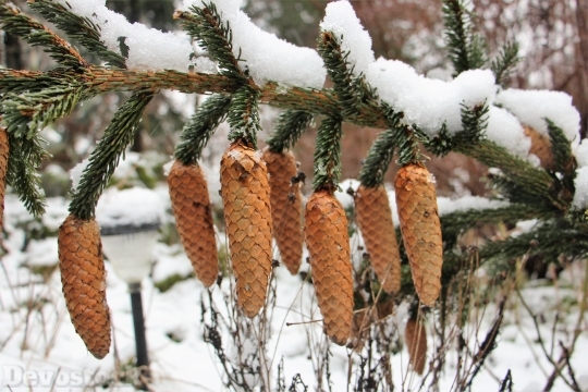 Devostock Snow Winter Pine Coes 1 4K