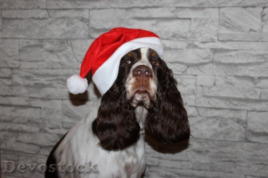 Devostock Spaniel Dog Christmas anta 4K