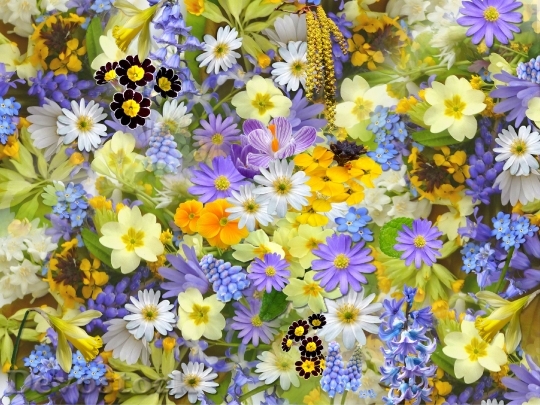 Devostock Spring Flowers Flowers Collage Floral 6807 4K.jpeg