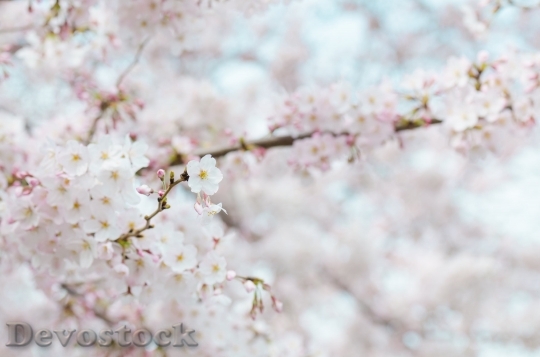 Devostock Spring Flowers Stroll Cherry Blossom 7159 4K.jpeg