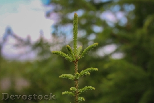 Devostock Spruce Christmas Tree Geens 4K