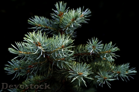 Devostock Spruce Christmas TreePine 4K