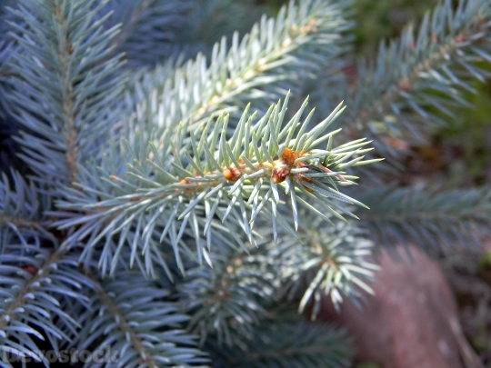 Devostock Spruce Needles Tree acro 4K