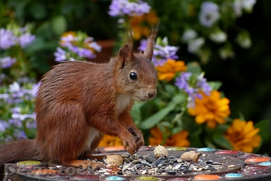 Devostock Squirrel Sciurus Vulgaris Major Mammal Mindfulness 16229 4K.jpeg