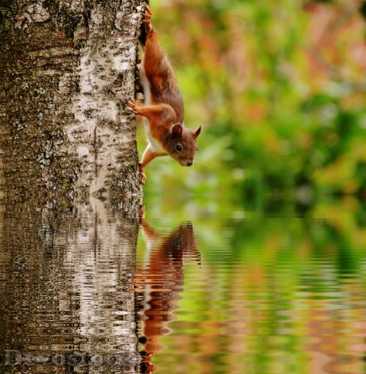 Devostock Squirrel Water Mirroring Nager 1258 4K.jpeg