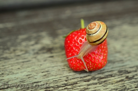 Devostock Strawberry Snail Tape Worm Gden 4K