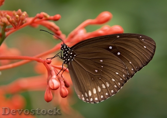 Devostock Striped Core Butterflies Butterfly Brown 5357 4K.jpeg