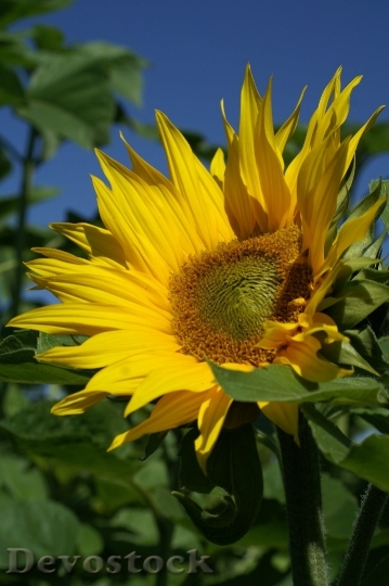 Devostock Summer Sun Flower Plant Blue 7357 4K.jpeg