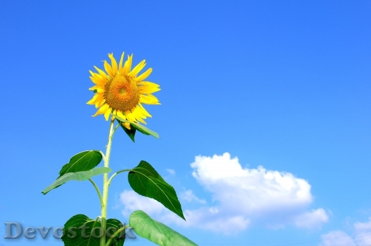 Devostock Summer Sunflower Flowers Sky 5459 4K.jpeg
