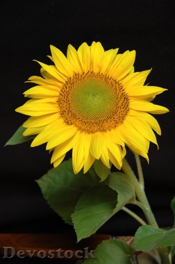 Devostock Sun Flower Blossom Bloom Yellow 15808 4K.jpeg