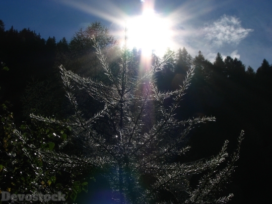Devostock Sun Light Tree Medtate 4K