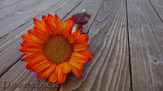 Devostock Sunflower Autumn Flower Bloom 6526 4K.jpeg
