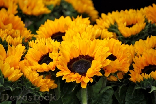 Devostock Sunflower Blossom Bloom Flowers 5467 4K.jpeg