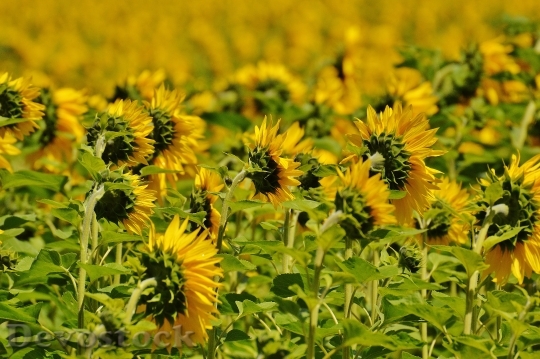 Devostock Sunflower Field From The Rear Summer 15802 4K.jpeg