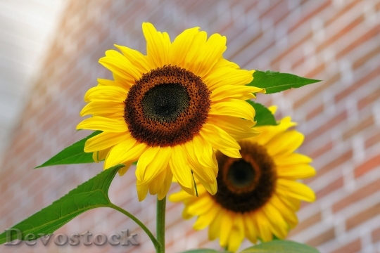 Devostock Sunflower Flowers Bright Yellow 4616 4K.jpeg