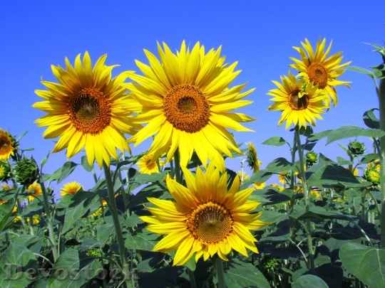 Devostock Sunflowers Sunflower Yellow Petal 5990 4K.jpeg