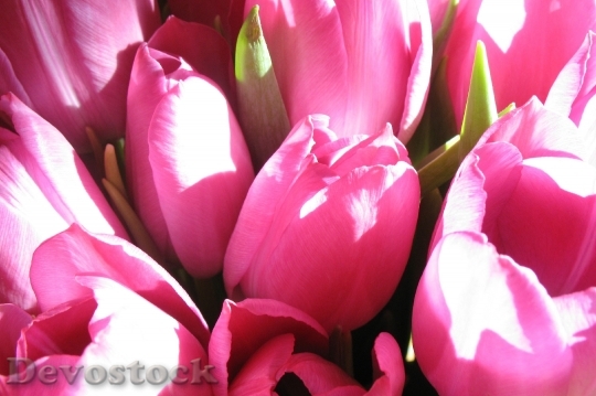 Devostock Sunny Flowers Bouquet 8749 4K