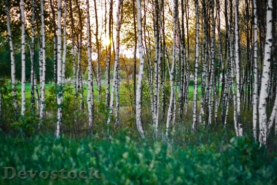 Devostock Sunset Forest Woods rch 4K