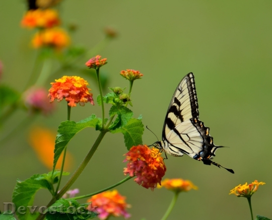 Devostock Swallow Tail Butterfly Insect Black 15817 4K.jpeg
