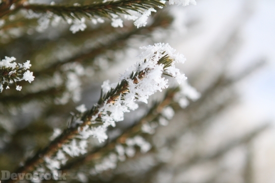 Devostock Tree Frost Winter Wnter 4K