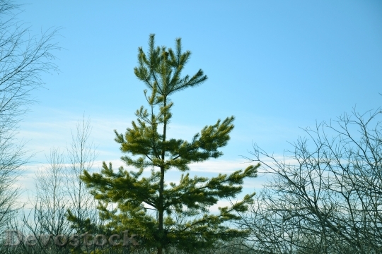 Devostock Tree Pine ChristmasTree 4K