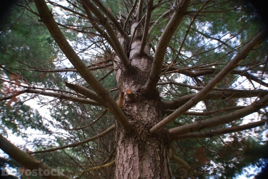 Devostock Tree Pine Climb reen 4K
