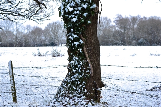 Devostock Tree Snow Frost Wnter 4K