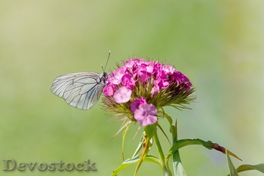 Devostock Tree White Ling Butterfly White Ling Insect 16034 4K.jpeg