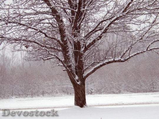 Devostock Trees Snow Christmas Xas 0 4K