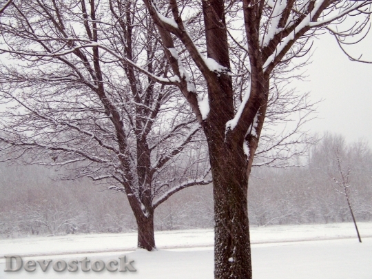 Devostock Trees Snow ChristmasXmas 4K