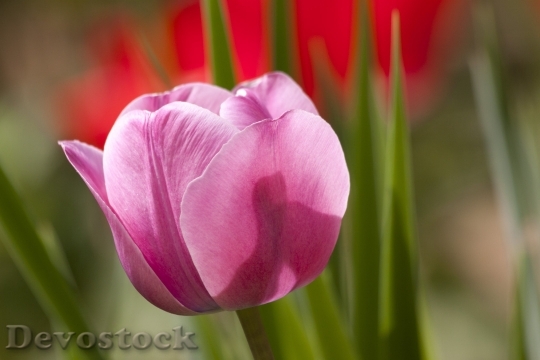 Devostock Tulip Lily Spring Nature 8056 4K.jpeg