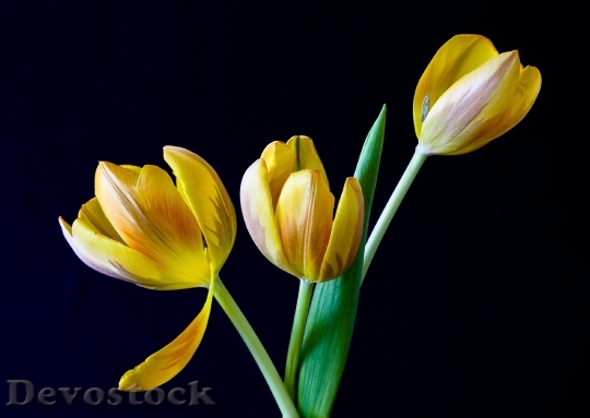 Devostock Tulip Spring Flowers Yellow 5329 4K.jpeg