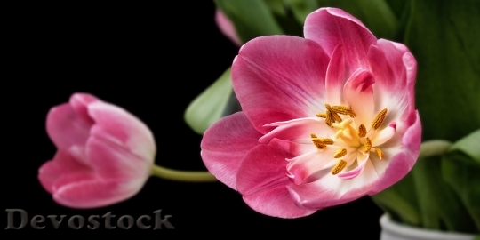 Devostock Tulip Tulips Sharpness Game Flower 6509 4K.jpeg