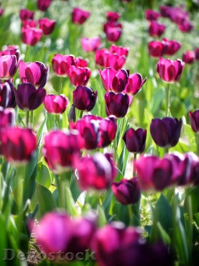 Devostock Tulipa Tulip Flowers Spring 5378 4K.jpeg