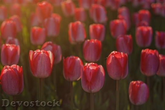 Devostock Tulips Flowers Spring 8364 4K.jpeg