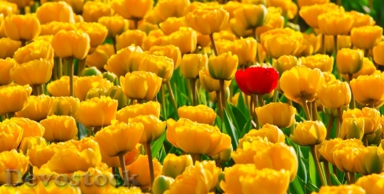 Devostock Tulips Flowers Yellow Beautiful 8717 4K.jpeg