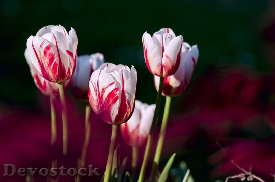 Devostock Tulips Garden Flowers Color 6965 4K.jpeg