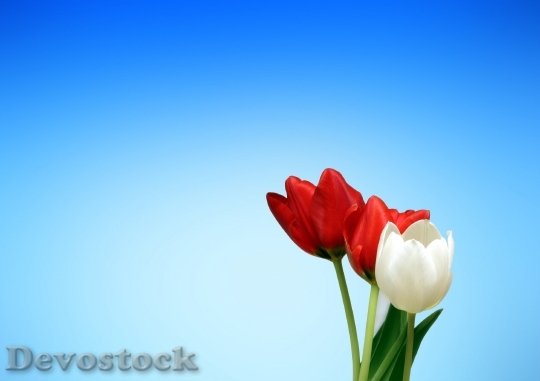 Devostock Tulips Red White Spring 8041 4K.jpeg